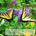 Denise  Jenks - Butterfly Sharing  - Photography